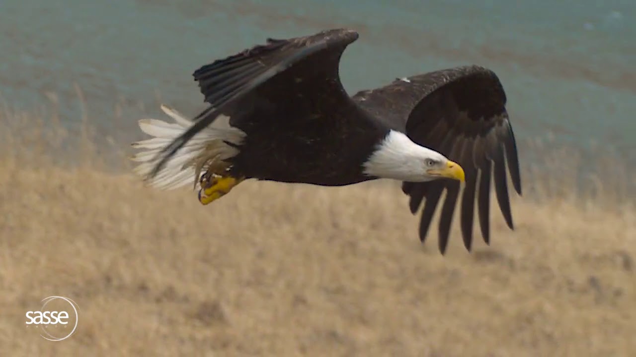 Detail Flying Eagle Pic Nomer 43
