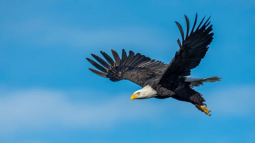 Detail Flying Eagle Pic Nomer 45