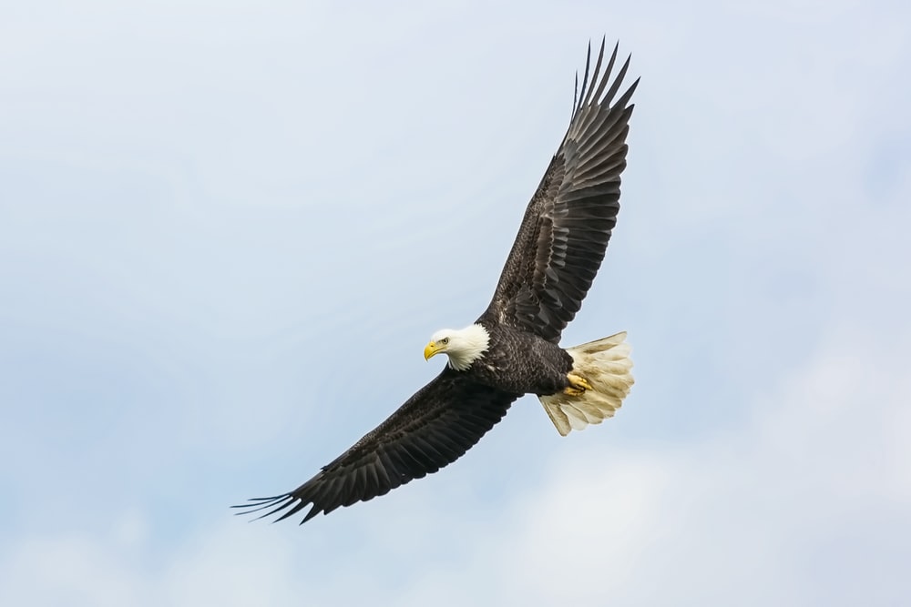 Detail Flying Eagle Pic Nomer 6