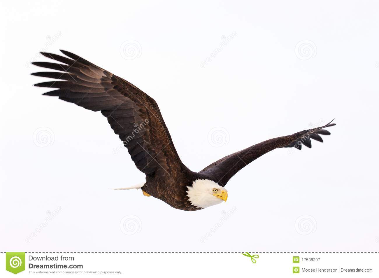 Detail Flying Eagle Pic Nomer 48