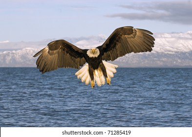Detail Flying Eagle Pic Nomer 52
