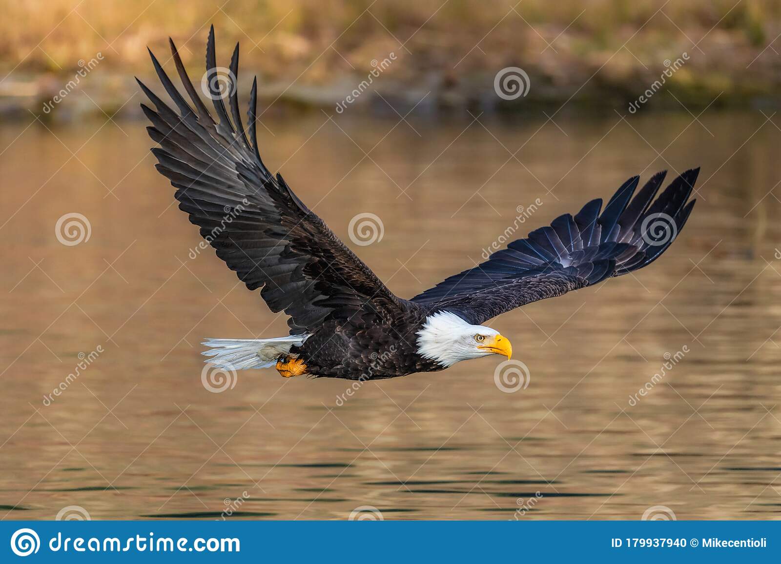 Detail Flying Eagle Pic Nomer 7