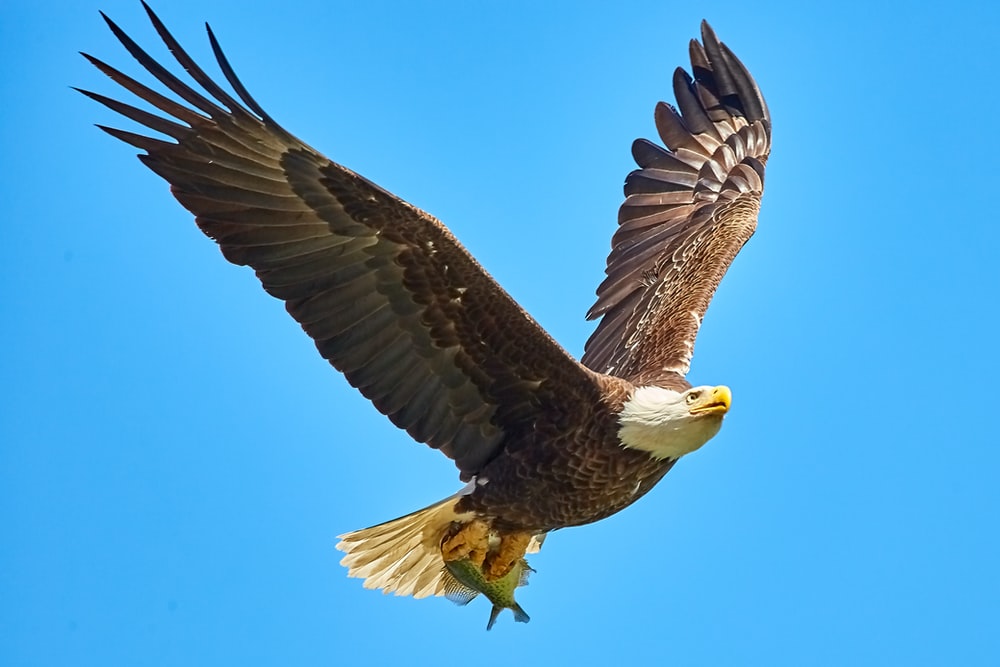 Detail Flying Eagle Pic Nomer 8