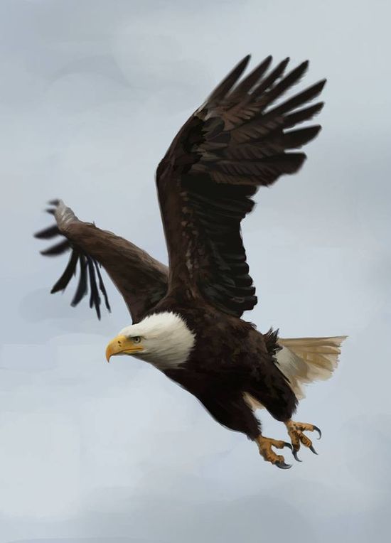 Detail Flying Eagle Pic Nomer 9