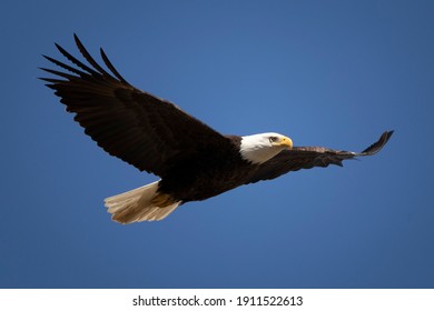 Detail Flying Eagle Pic Nomer 10