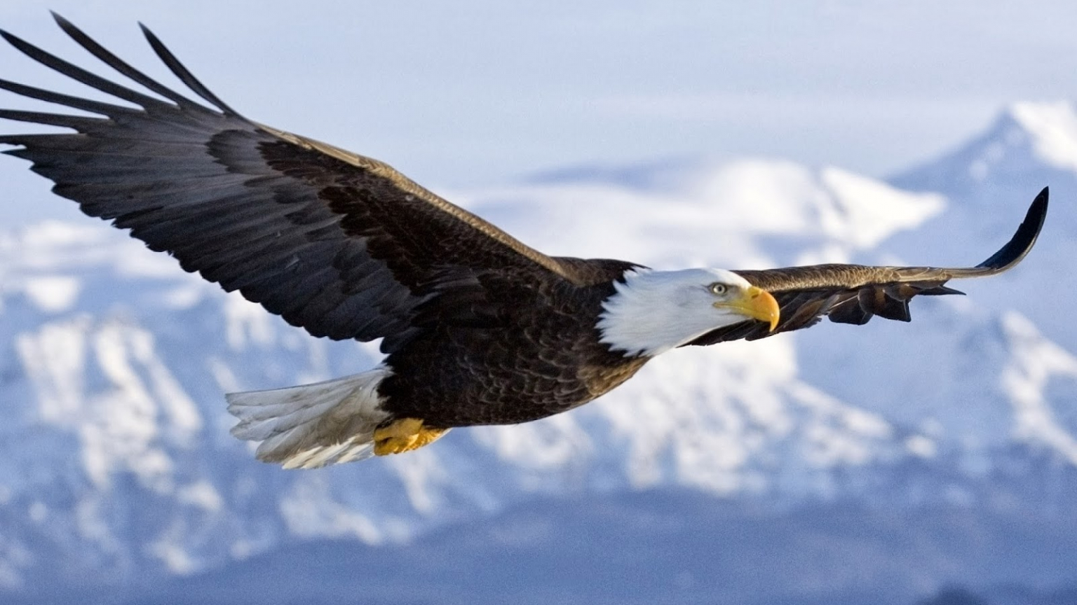 Detail Flying Eagle Pictures Free Download Nomer 10