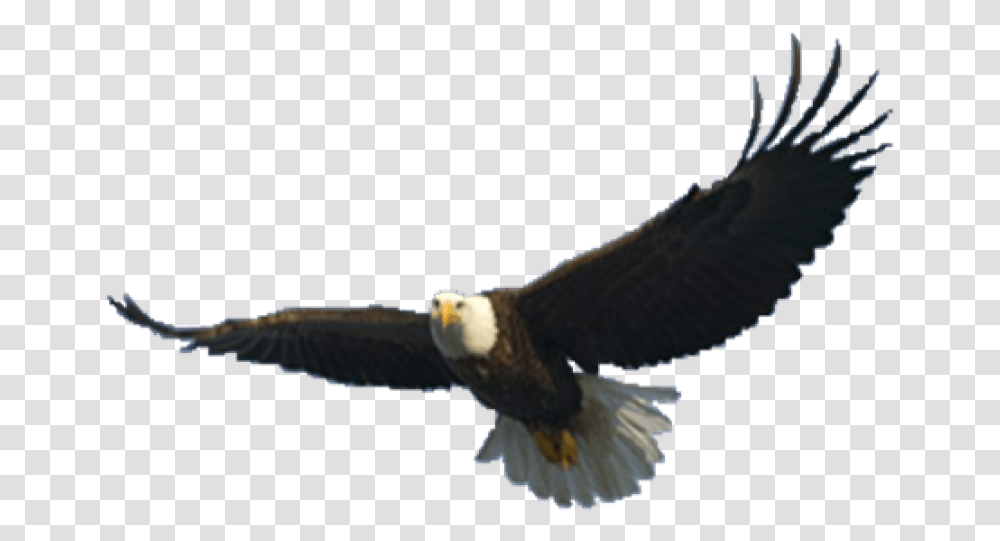 Detail Flying Eagle Pictures Free Download Nomer 14