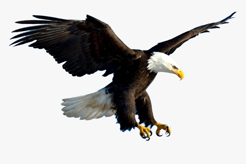 Detail Flying Eagle Pictures Free Download Nomer 23