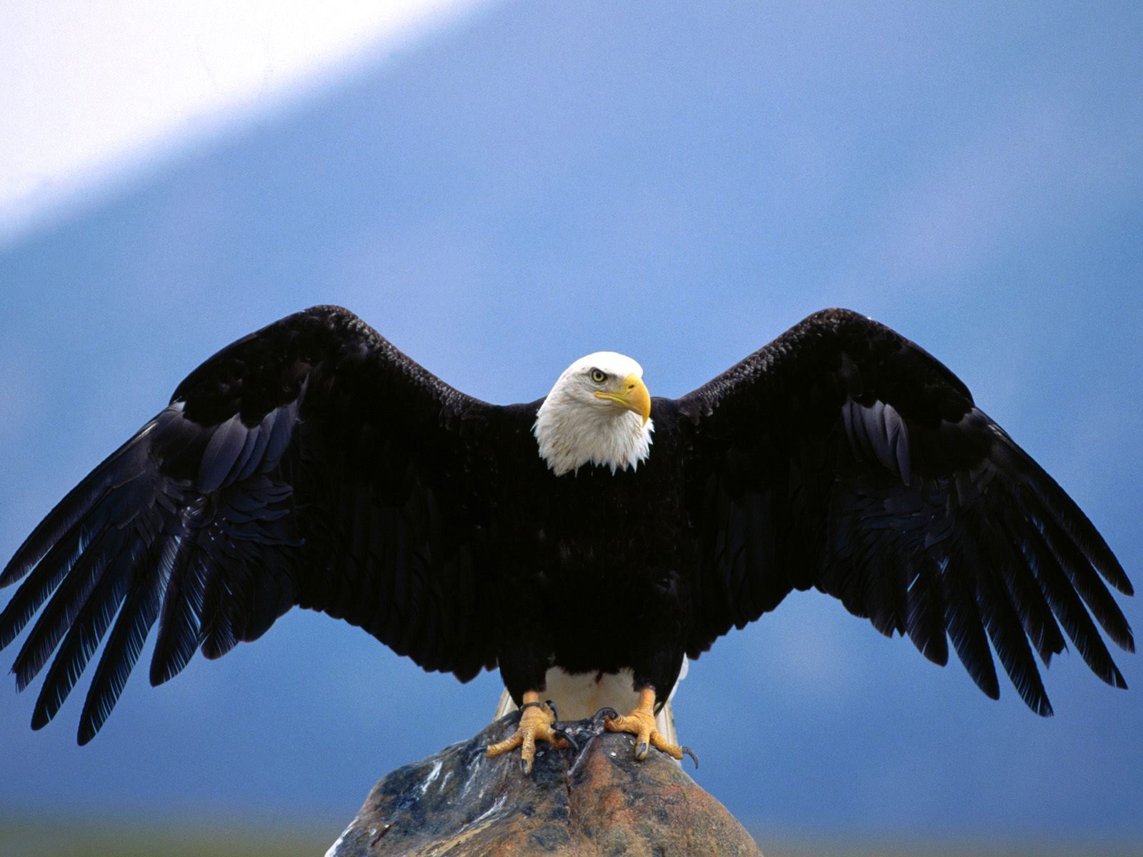 Detail Flying Eagle Pictures Free Download Nomer 31