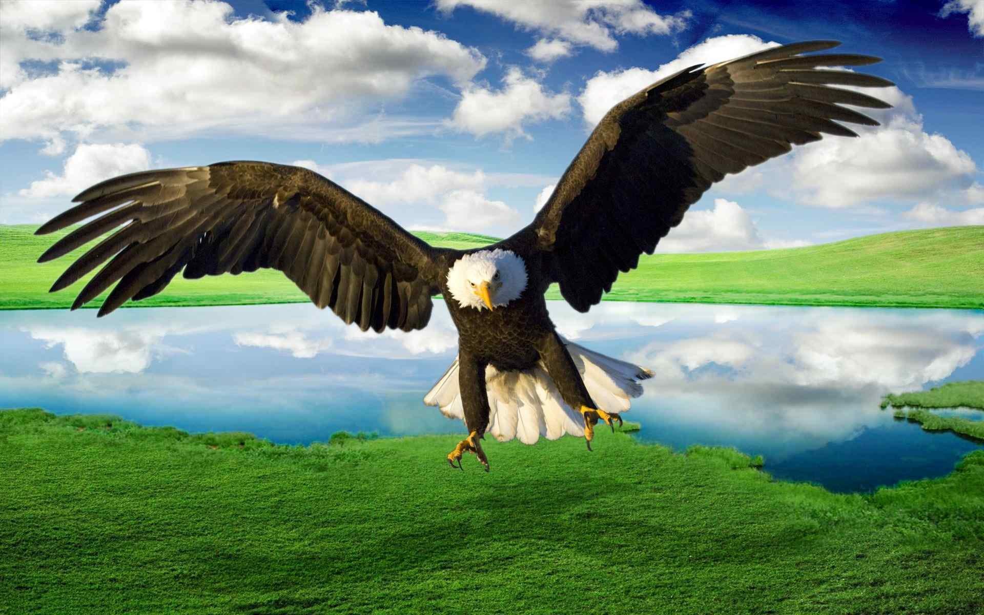 Detail Flying Eagle Pictures Free Download Nomer 46