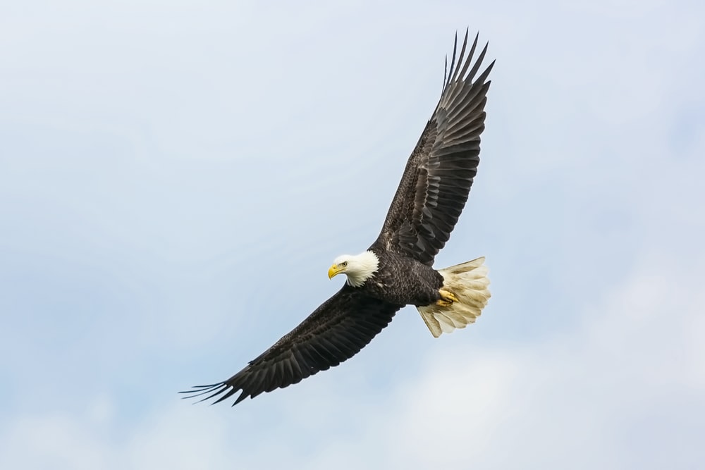 Detail Flying Eagle Pictures Free Download Nomer 6