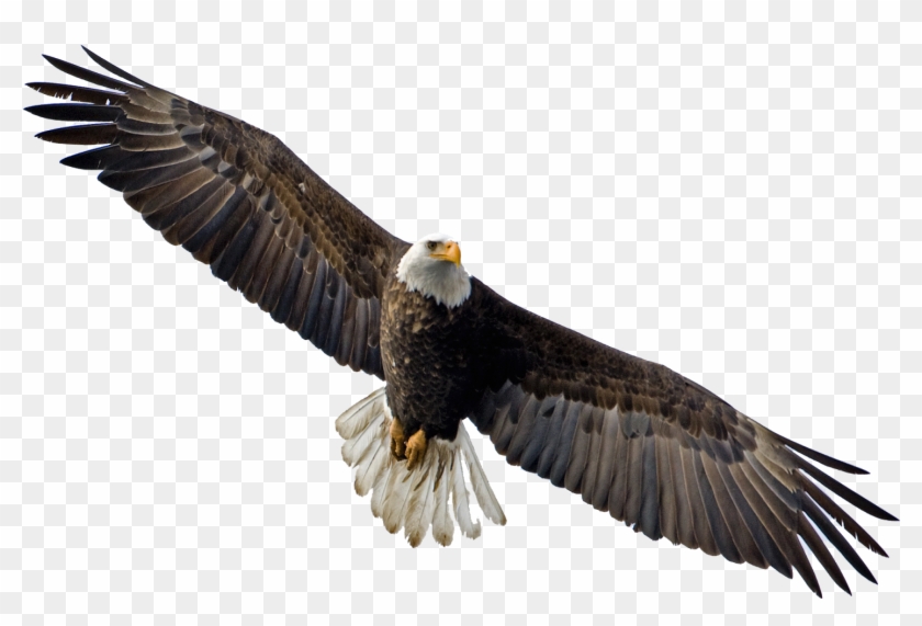 Detail Flying Eagle Png Nomer 2