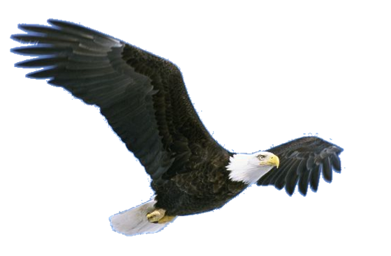 Detail Flying Eagle Png Nomer 26