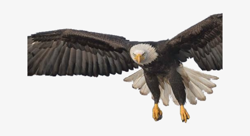 Detail Flying Eagle Png Nomer 39