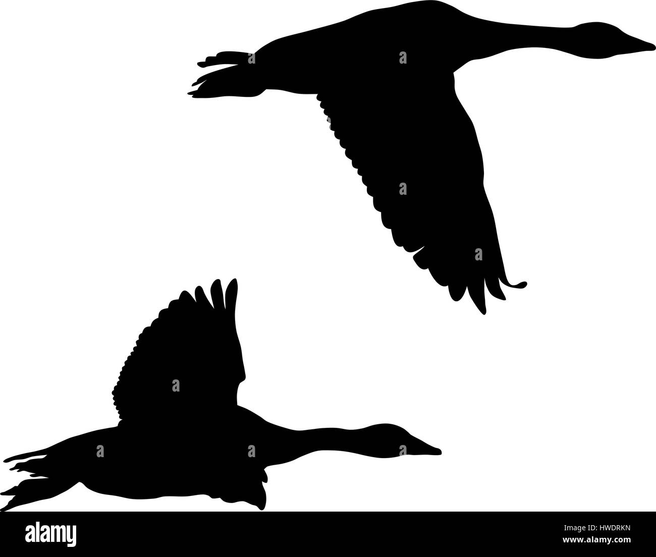 Detail Flying Goose Vector Nomer 46