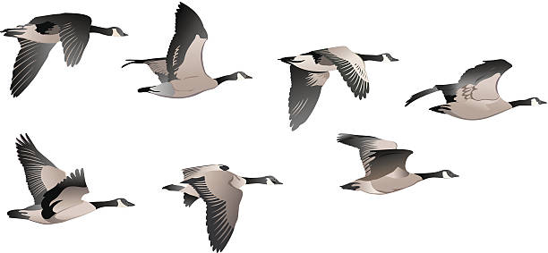 Detail Flying Goose Vector Nomer 7