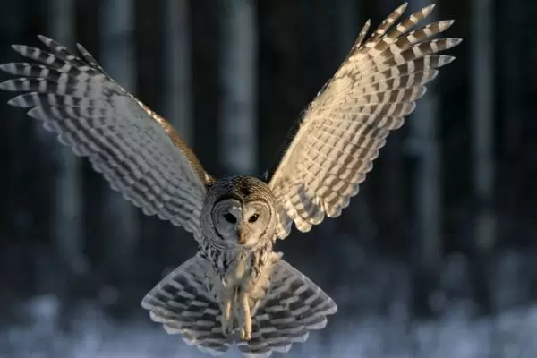 Detail Flying Owl Image Nomer 38