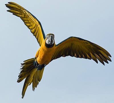Detail Flying Parrot Nomer 25