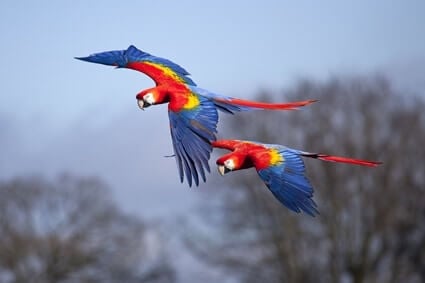 Detail Flying Parrot Nomer 35