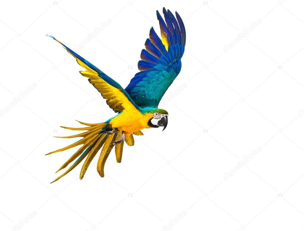 Detail Flying Parrot Nomer 7