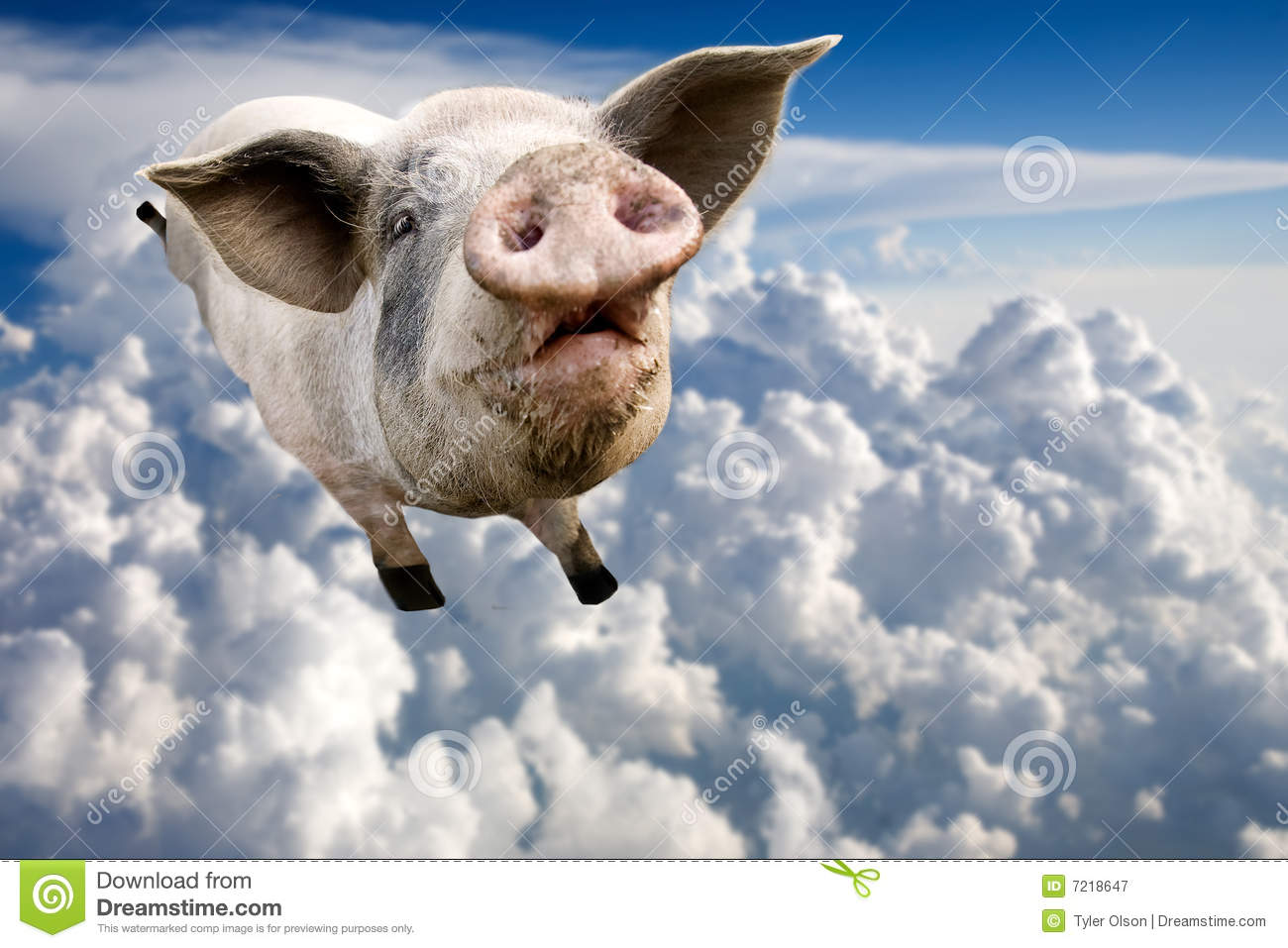 Detail Flying Pig Images Free Nomer 32