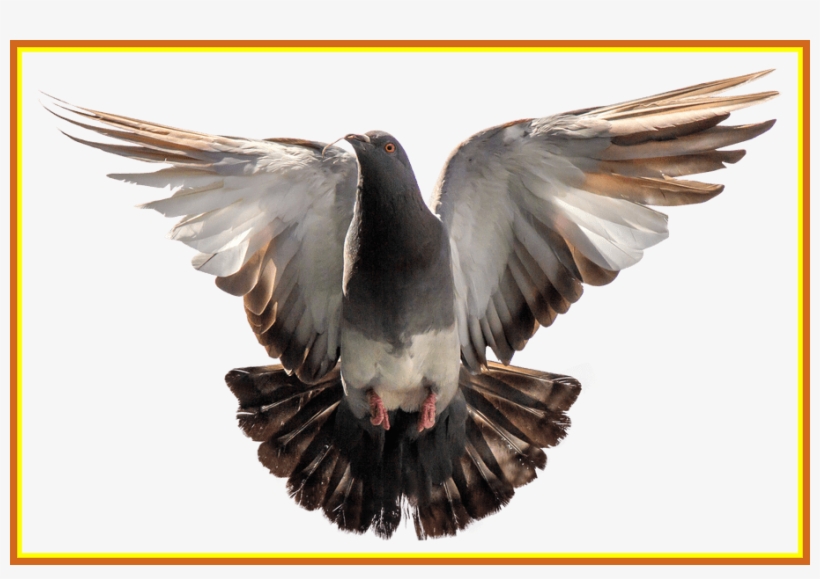 Detail Flying Pigeon Png Nomer 24
