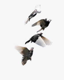 Detail Flying Pigeon Png Nomer 42