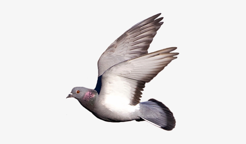 Detail Flying Pigeon Png Nomer 43