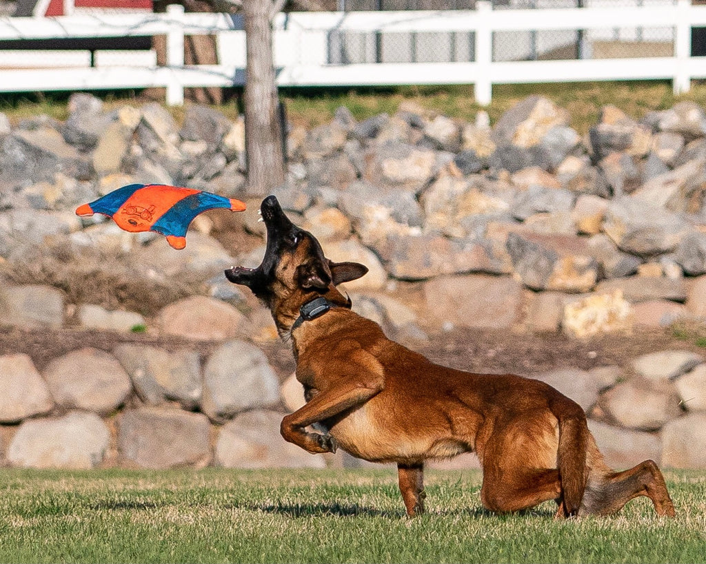 Detail Flying Squirrel Frisbee Nomer 16