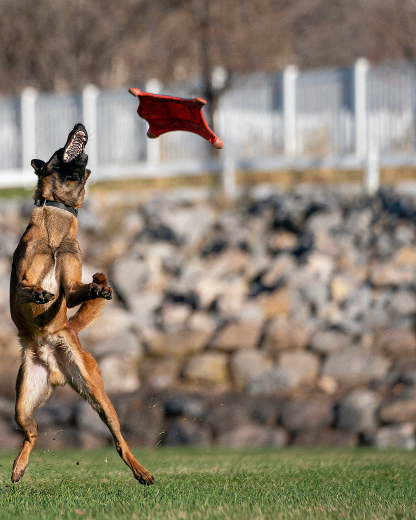 Detail Flying Squirrel Frisbee Nomer 20