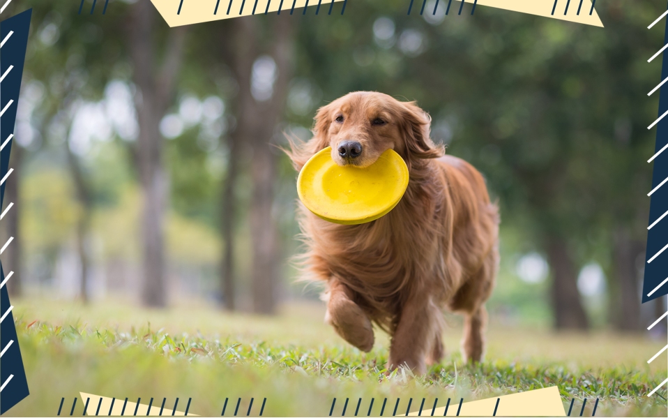 Detail Flying Squirrel Frisbee Nomer 44