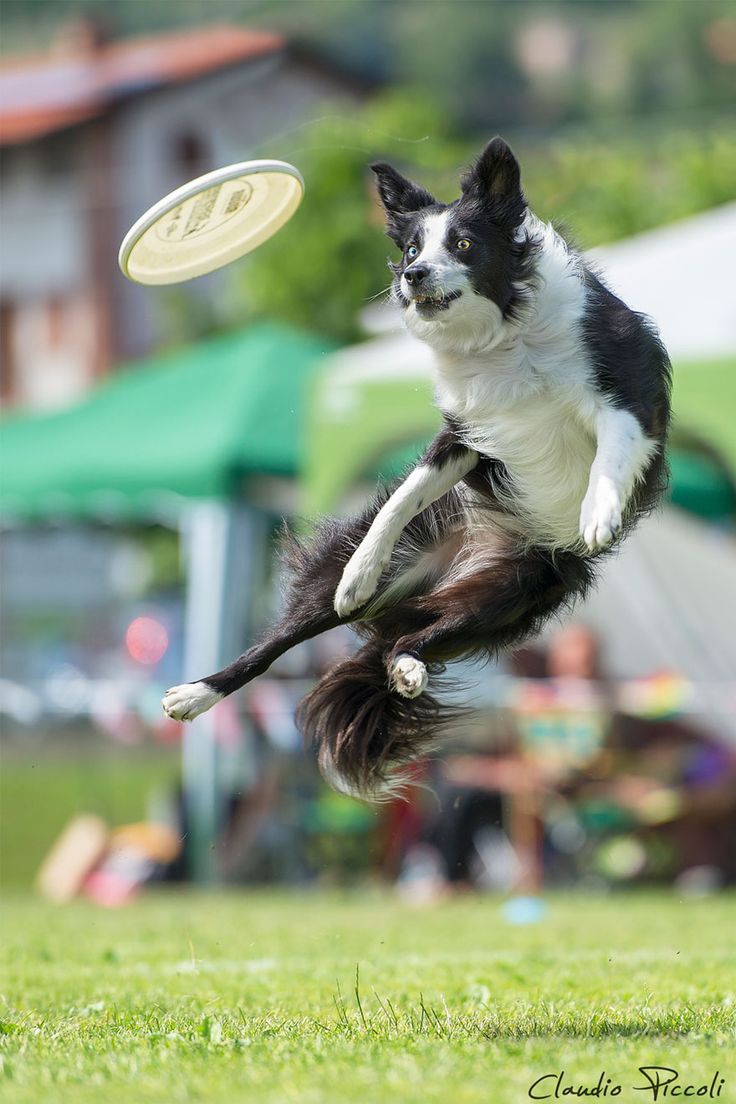 Detail Flying Squirrel Frisbee Nomer 55