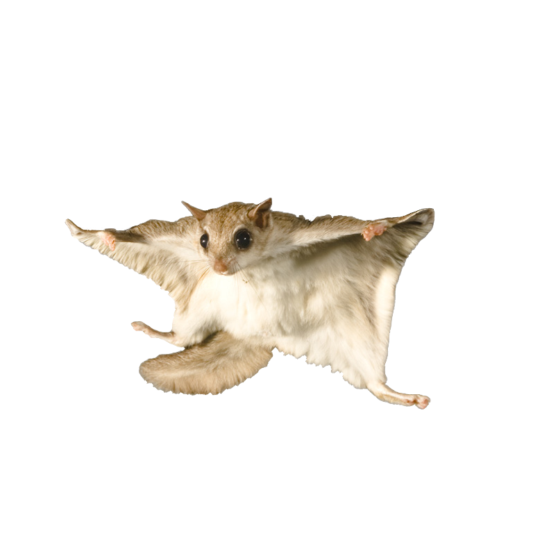 Flying Squirrel Png - KibrisPDR