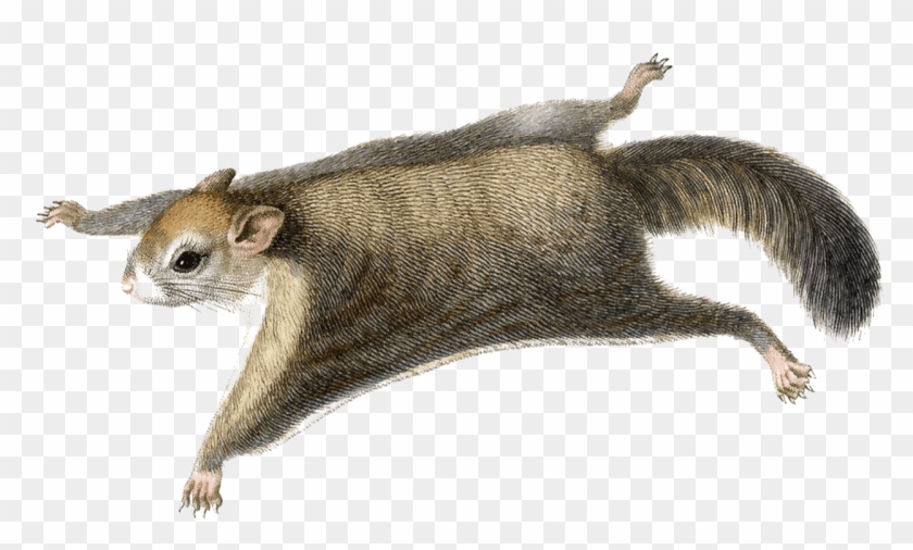 Detail Flying Squirrel Png Nomer 2