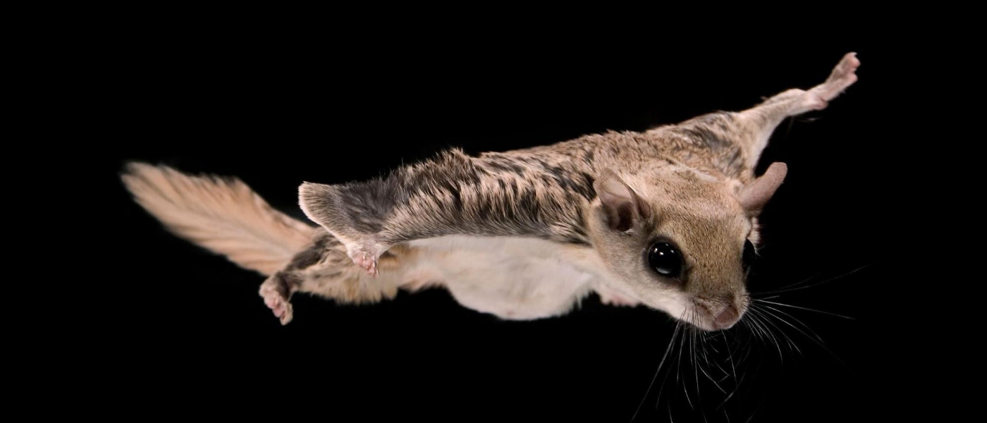 Detail Flying Squirrel Png Nomer 39