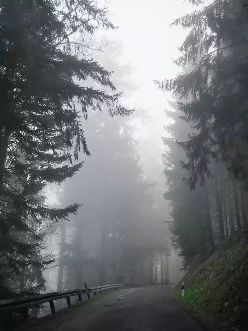 Detail Fog Forest Wallpaper Nomer 49