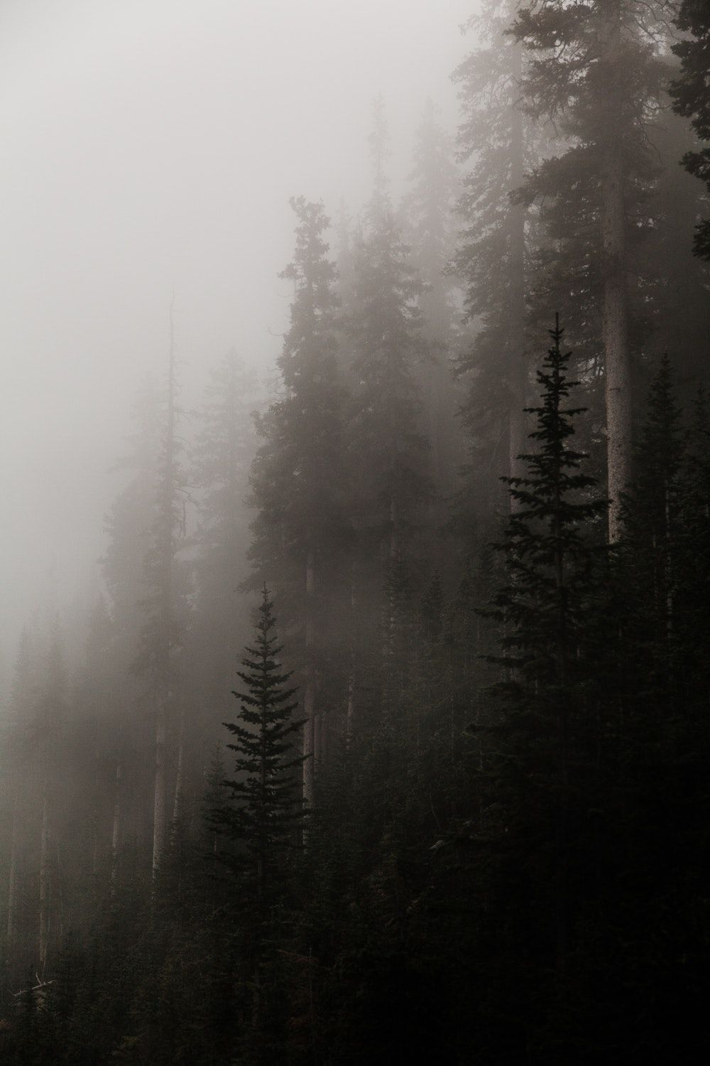 Detail Foggy Forest Wallpaper Nomer 13