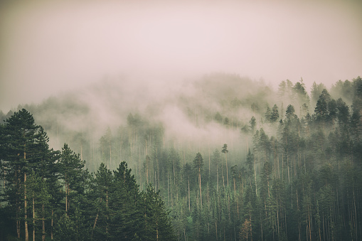 Detail Foggy Forest Wallpaper Nomer 14