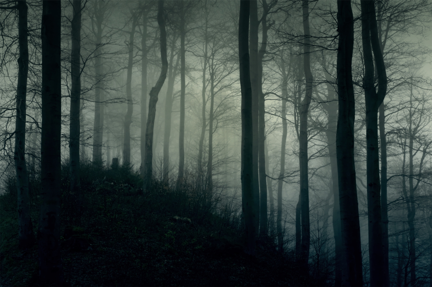 Detail Foggy Forest Wallpaper Nomer 20