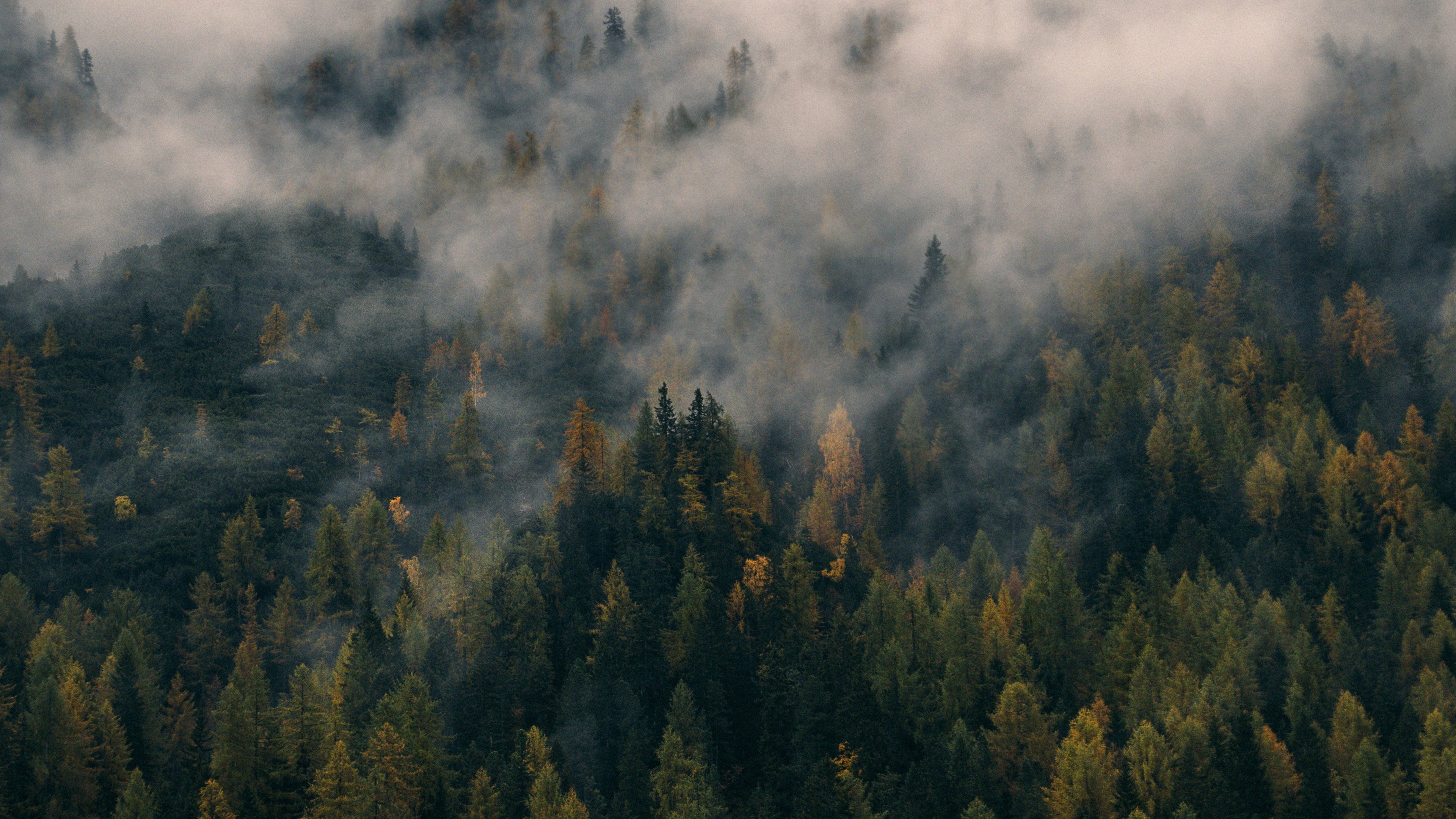 Detail Foggy Forest Wallpaper Nomer 3