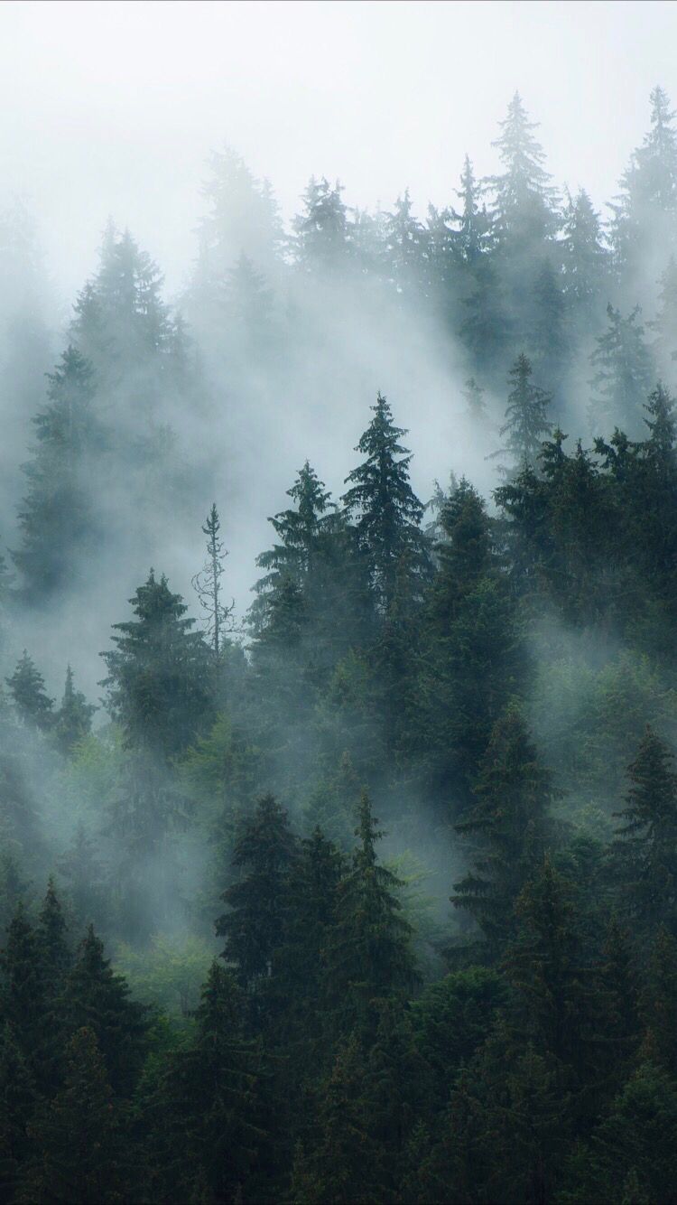 Detail Foggy Forest Wallpaper Nomer 4