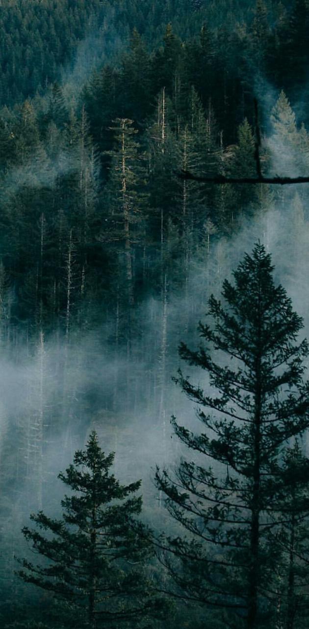 Detail Foggy Forest Wallpaper Nomer 30