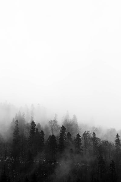 Detail Foggy Forest Wallpaper Nomer 33