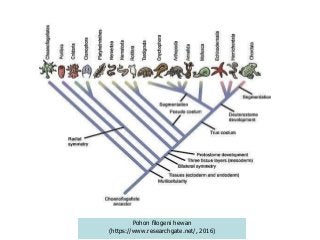 Detail Fohon Filogenik Flatihelmynthes Gambar Nomer 23