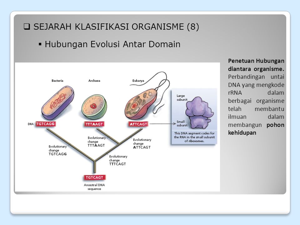 Detail Fohon Filogenik Flatihelmynthes Gambar Nomer 39