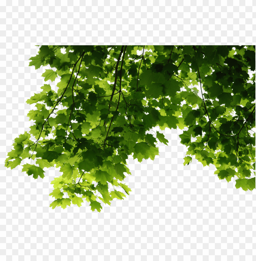 Detail Foliage Png Nomer 2