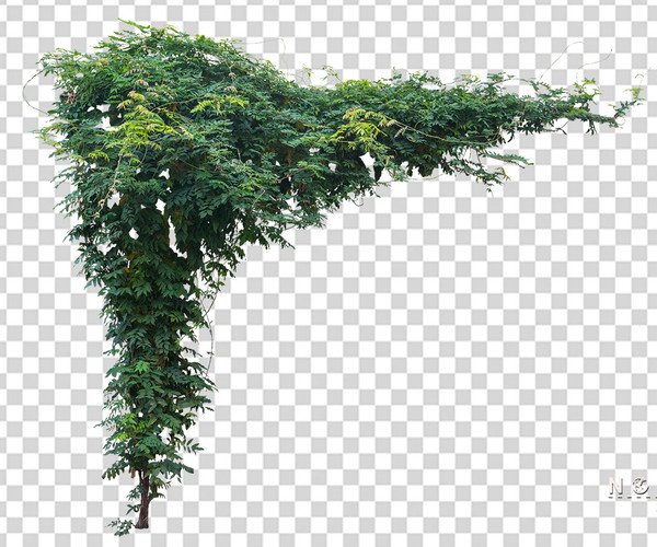 Detail Foliage Png Nomer 7