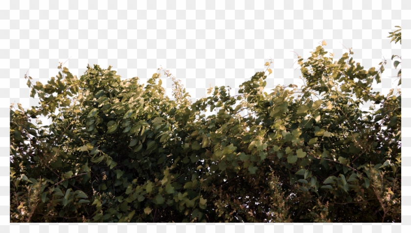 Detail Foliage Png Nomer 8
