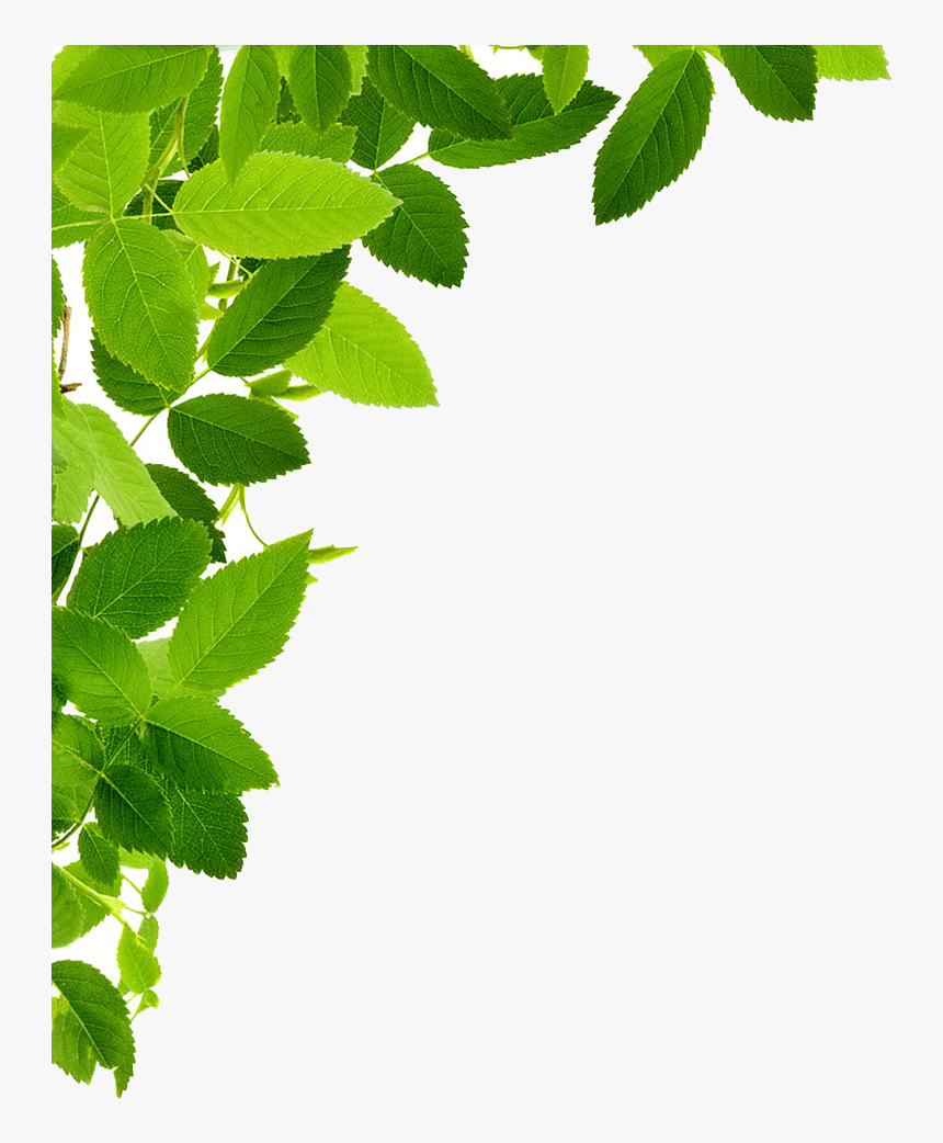 Detail Foliage Png Nomer 10