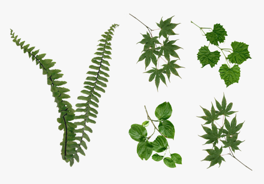 Detail Foliage Png Nomer 14